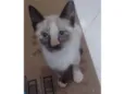 Molly
