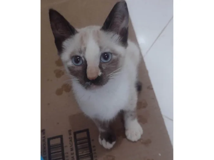 Gato ra a SRD-ViraLata idade 2 a 6 meses nome Molly
