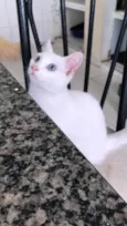 Mingau