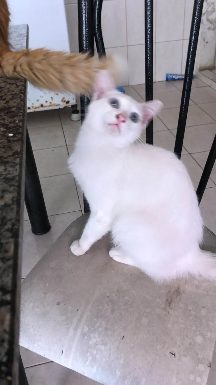 Gato ra a Srd idade 7 a 11 meses nome Mingau