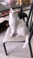 Mingau