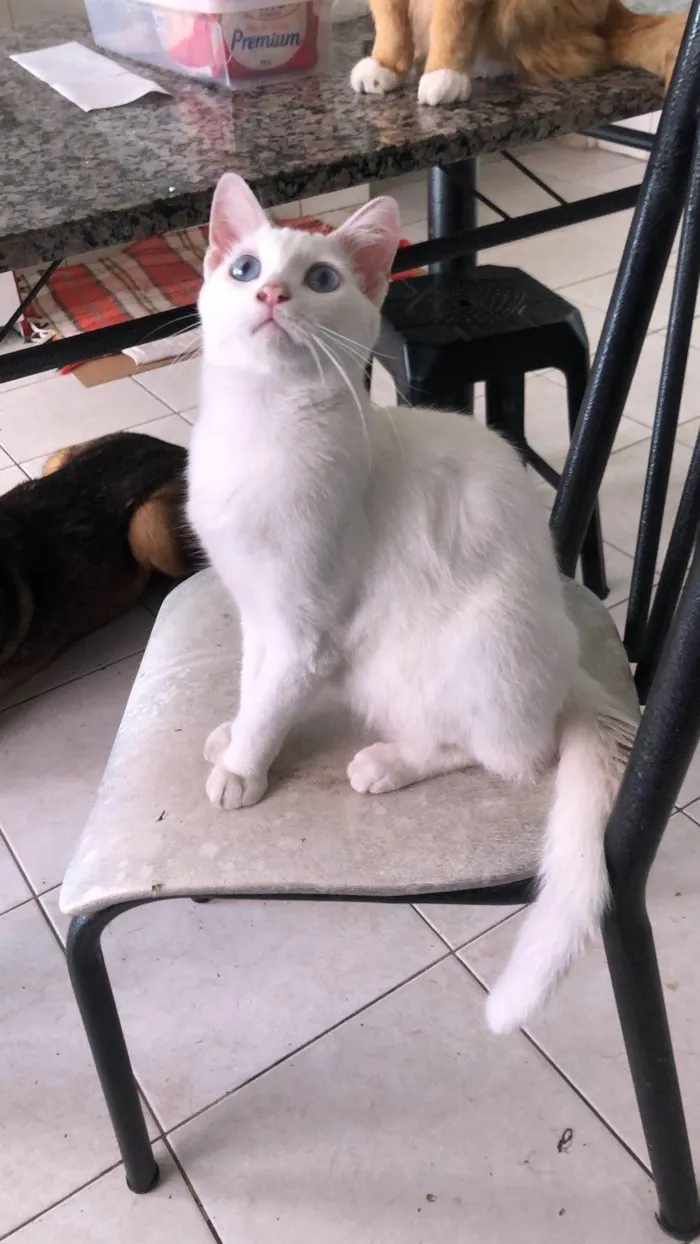 Gato ra a Srd idade 7 a 11 meses nome Mingau