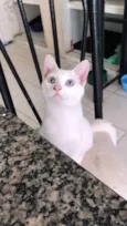 Mingau