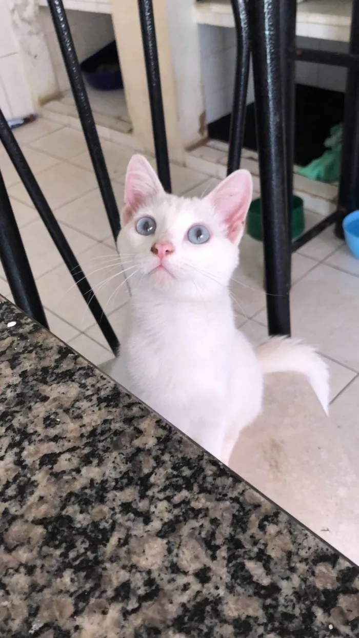 Gato ra a Srd idade 7 a 11 meses nome Mingau