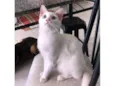 Mingau