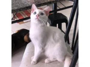 Gato raça Srd idade 7 a 11 meses nome Mingau
