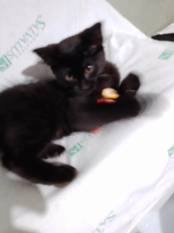 Gato ra a SRD-ViraLata idade Abaixo de 2 meses nome Miucha