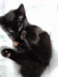Miucha