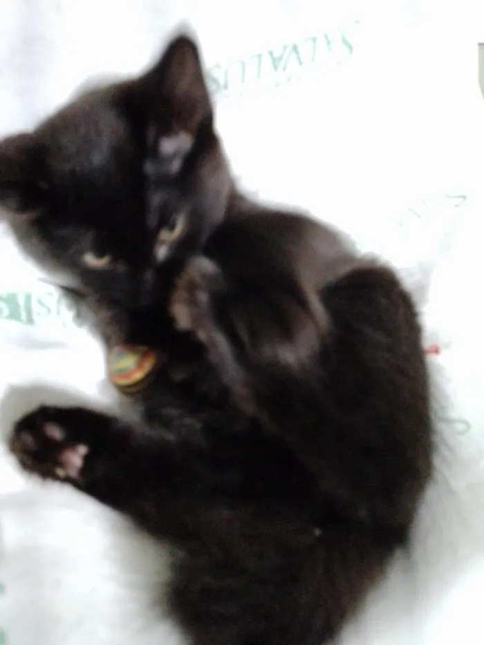 Gato ra a SRD-ViraLata idade Abaixo de 2 meses nome Miucha