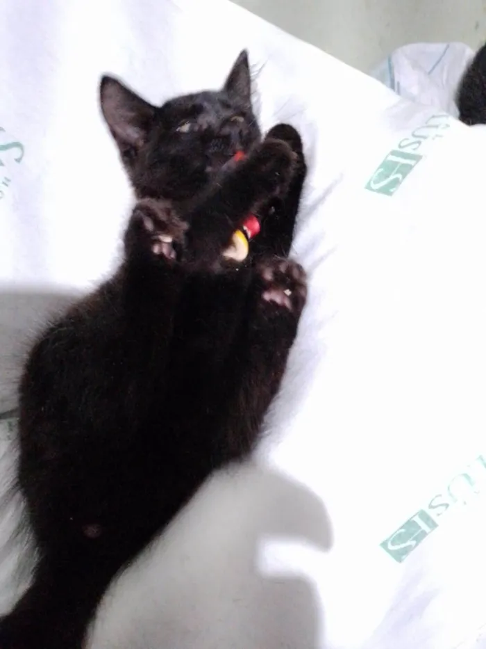 Gato ra a SRD-ViraLata idade Abaixo de 2 meses nome Miucha
