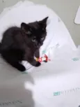 Miucha