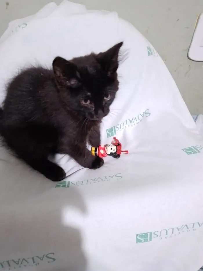 Gato ra a SRD-ViraLata idade Abaixo de 2 meses nome Miucha