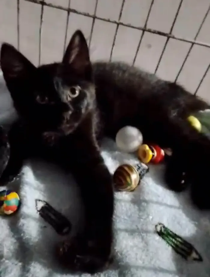 Gato ra a SRD-ViraLata idade Abaixo de 2 meses nome Miucha