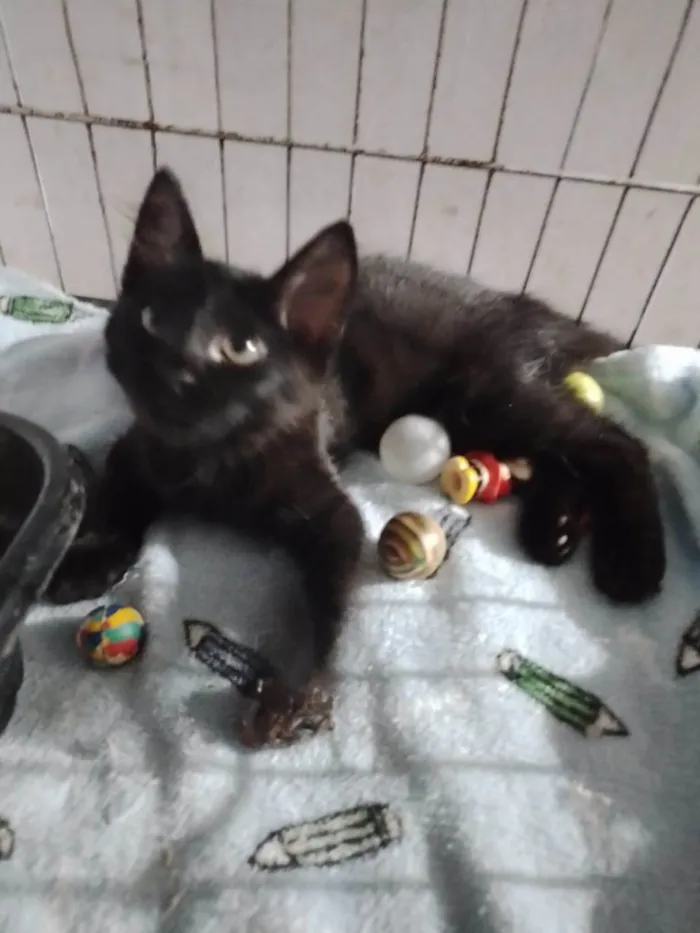 Gato ra a SRD-ViraLata idade Abaixo de 2 meses nome Miucha