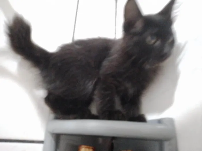 Gato ra a SRD-ViraLata idade Abaixo de 2 meses nome Miucha