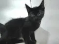 Miucha