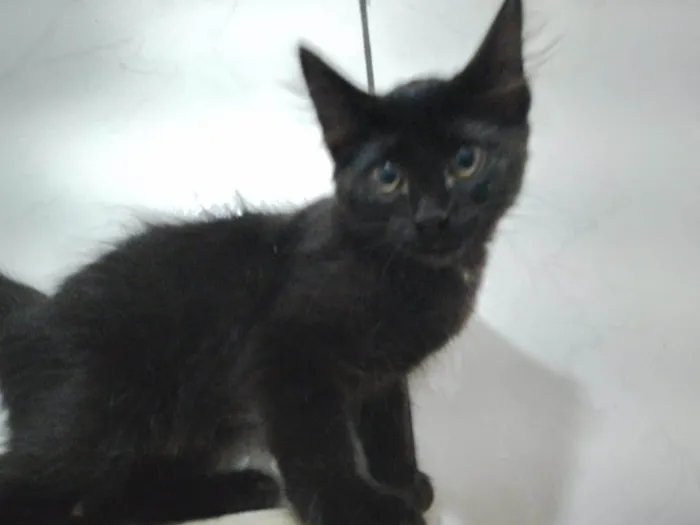 Gato ra a SRD-ViraLata idade Abaixo de 2 meses nome Miucha
