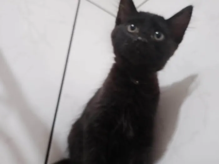 Gato ra a SRD-ViraLata idade Abaixo de 2 meses nome Miucha