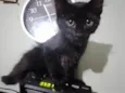 Miucha