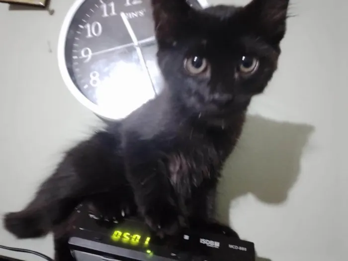 Gato ra a SRD-ViraLata idade Abaixo de 2 meses nome Miucha