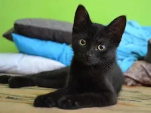 Gato raça SRD-ViraLata idade Abaixo de 2 meses nome Miucha
