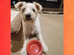 Cachorro raça SRD-ViraLata idade 6 ou mais anos nome GRATIFICA - LARA