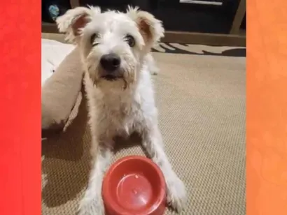 Cachorro raça SRD-ViraLata idade 6 ou mais anos nome GRATIFICA - LARA