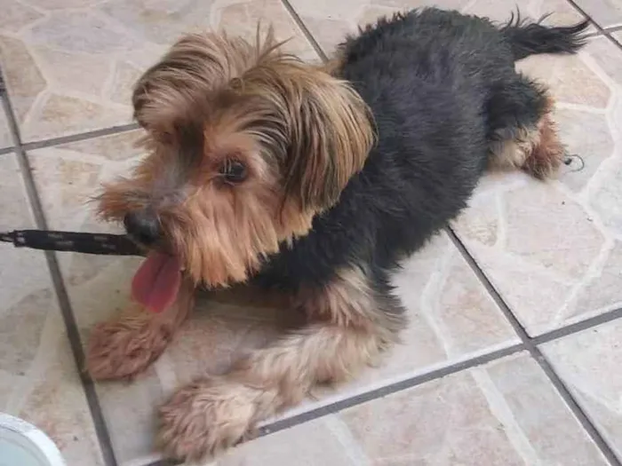 Cachorro ra a Yorkie  idade 6 ou mais anos nome Dudu 