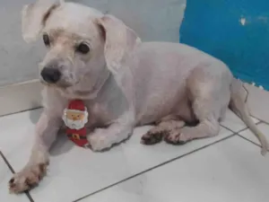 Cachorro raça Poodle idade 6 ou mais anos nome Snow