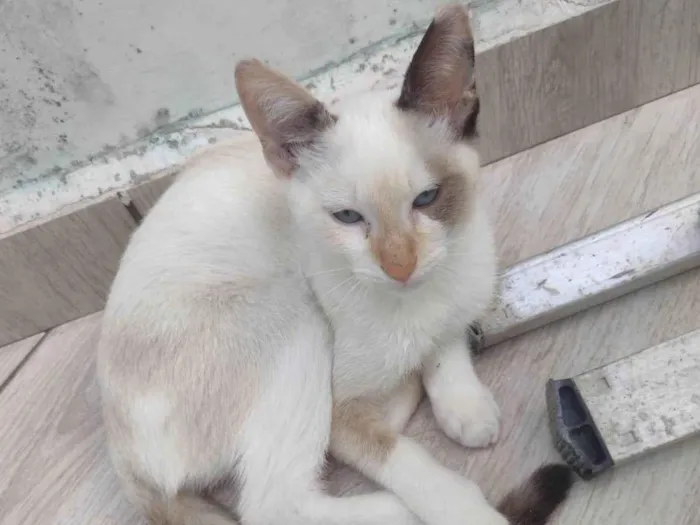 Gato ra a SRD-ViraLata idade 2 a 6 meses nome Cristal