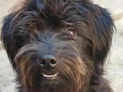Cachorro ra a SRD-ViraLata idade 1 ano nome Bob