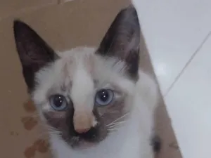 Gato raça SRD-ViraLata idade 2 a 6 meses nome Molly