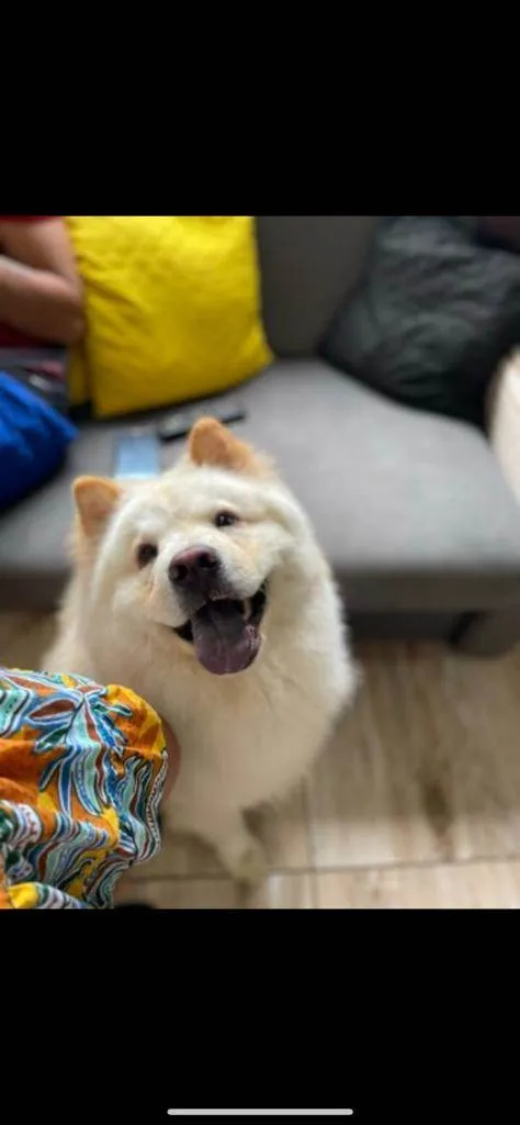 Cachorro ra a Chow chow idade 3 anos nome Luigi