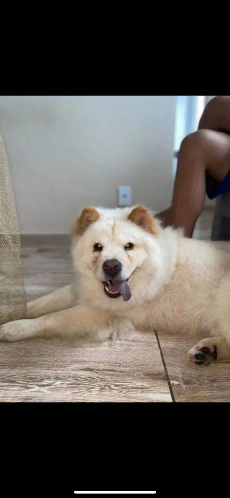 Cachorro ra a Chow chow idade 3 anos nome Luigi