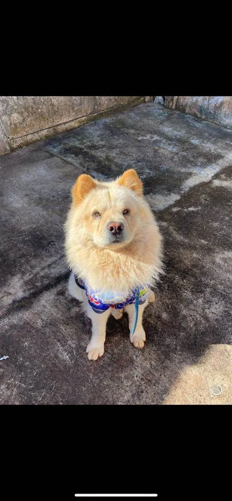 Cachorro ra a Chow chow idade 3 anos nome Luigi