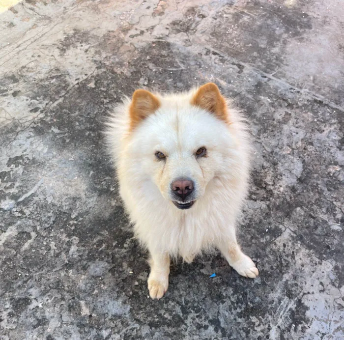 Cachorro ra a Chow chow idade 3 anos nome Luigi