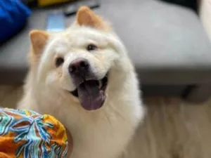 Cachorro raça Chow chow idade 3 anos nome Luigi