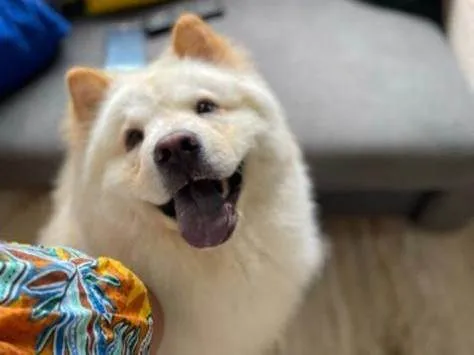 Cachorro ra a Chow chow idade 3 anos nome Luigi