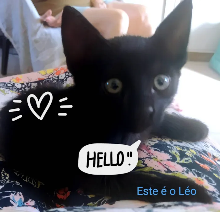 Gato ra a Siamês com Angorá  idade 2 a 6 meses nome Léo