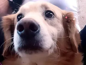 Cachorro raça  idade 5 anos nome Thomaz