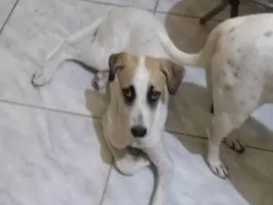 Cachorro raça SRD-ViraLata idade 2 a 6 meses nome Frouxo 