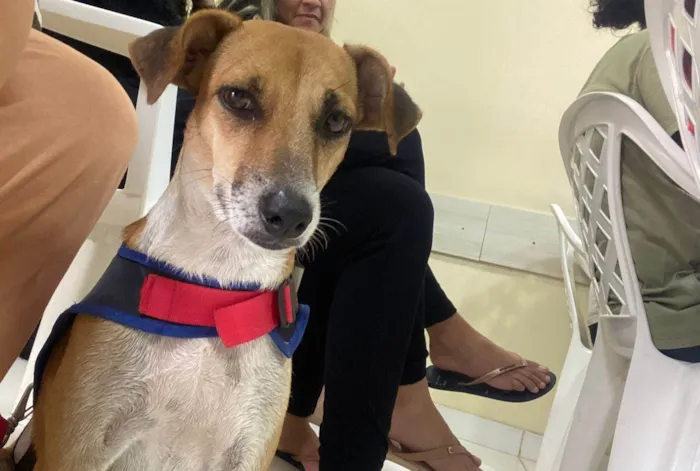 Cachorro ra a SRD-ViraLata idade 3 anos nome Caramelo 
