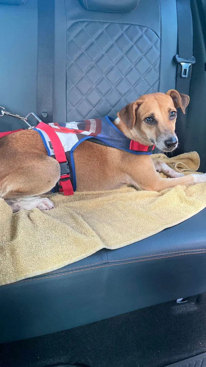 Cachorro ra a SRD-ViraLata idade 3 anos nome Caramelo 