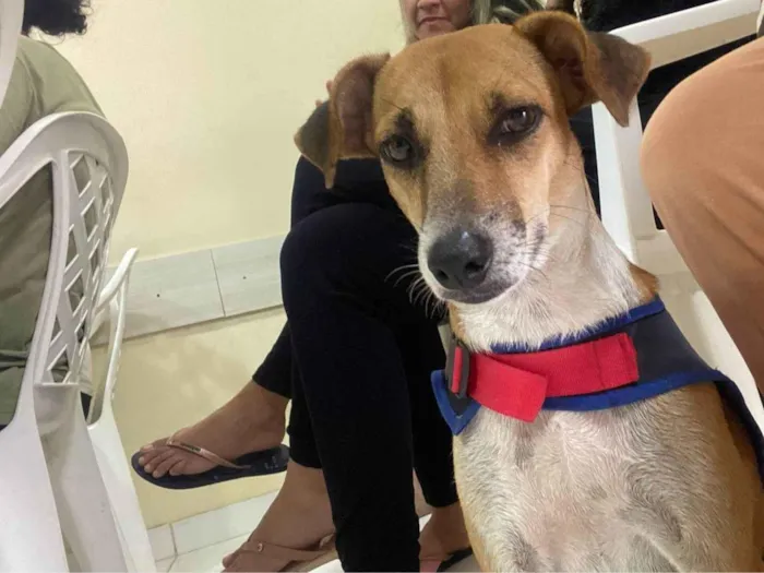 Cachorro ra a SRD-ViraLata idade 3 anos nome Caramelo 