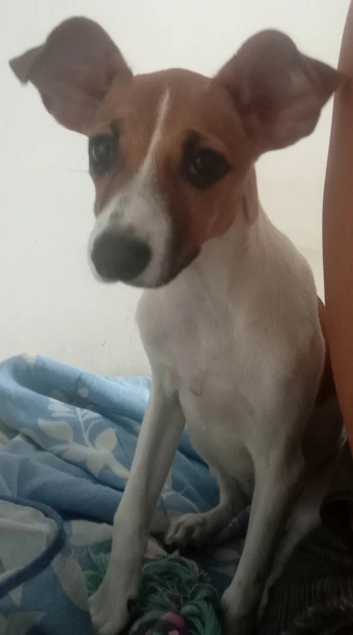 Cachorro ra a SRD-ViraLata idade 2 a 6 meses nome Brisa