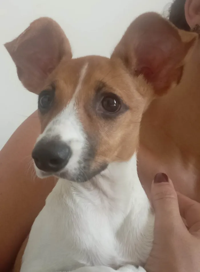 Cachorro ra a SRD-ViraLata idade 2 a 6 meses nome Brisa