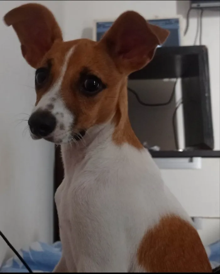 Cachorro ra a SRD-ViraLata idade 2 a 6 meses nome Brisa