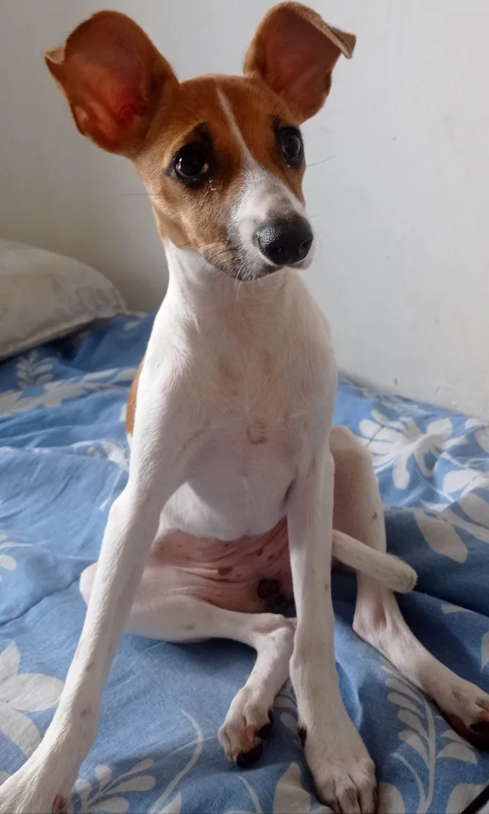 Cachorro ra a SRD-ViraLata idade 2 a 6 meses nome Brisa