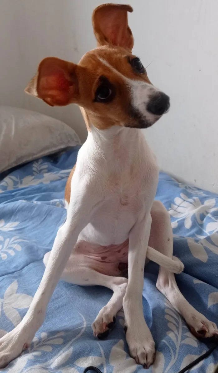 Cachorro ra a SRD-ViraLata idade 2 a 6 meses nome Brisa