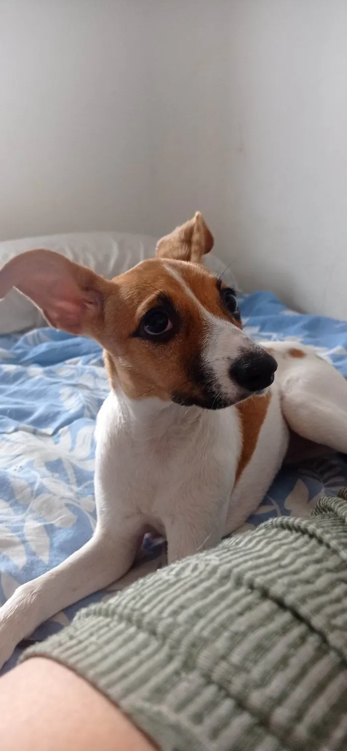 Cachorro ra a SRD-ViraLata idade 2 a 6 meses nome Brisa